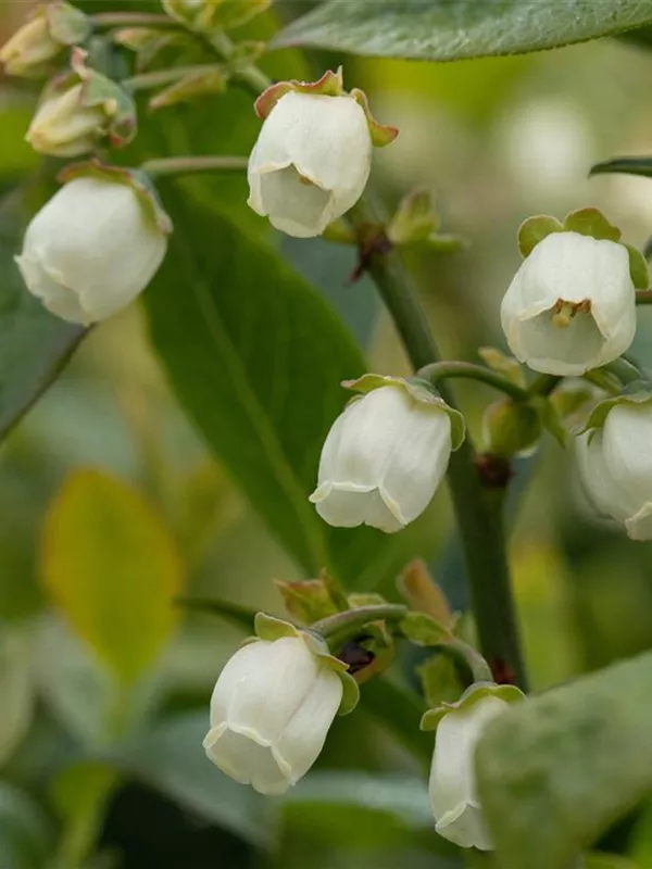 Heidelbeere 'Bluegold'
