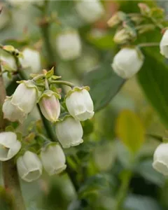 Heidelbeere 'Bluegold'