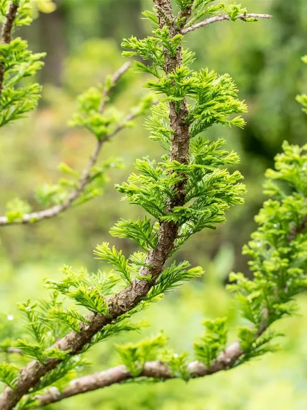 Sumpfzypresse 'Peve Minaret'