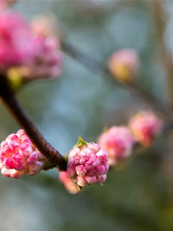 Winter-Schneeball 'Charles Lamont'