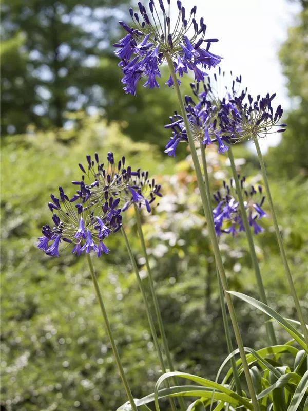 Schmucklilie 'Flower of Love'