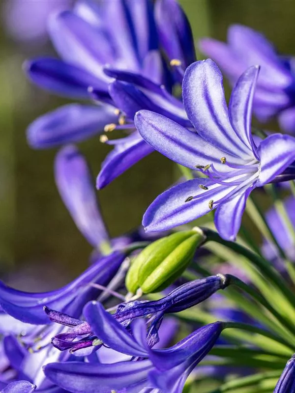 Schmucklilie 'Northern Star'