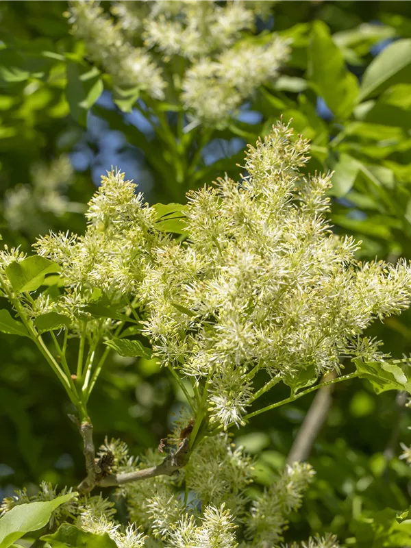 Blumenesche 'Mecsek'