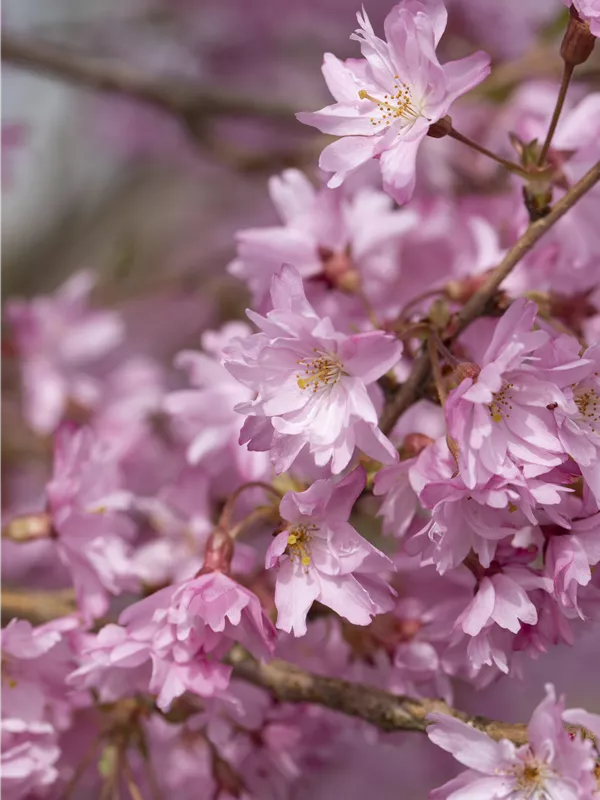 Rosa Winterkirsche 'Autumnalis'