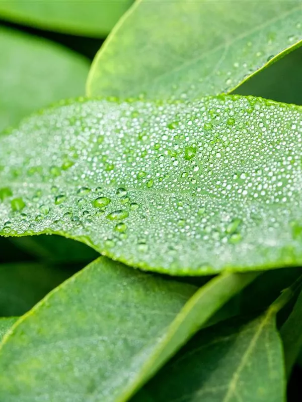 Kugelakazie 'Umbraculifera'