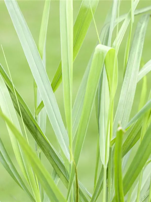 Ruten-Hirse 'Rotstrahlbusch'