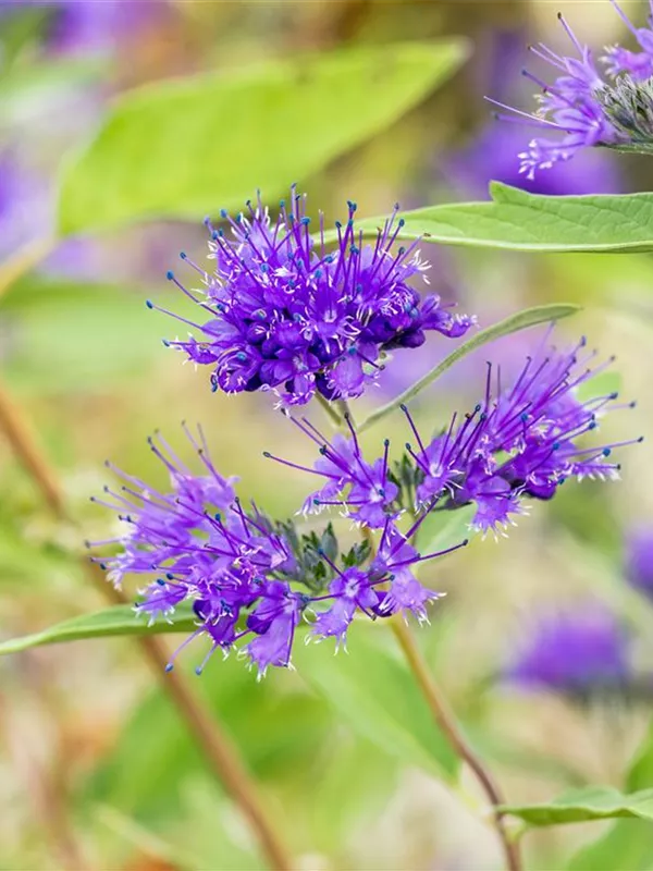 Bartblume 'Heavenly Blue'
