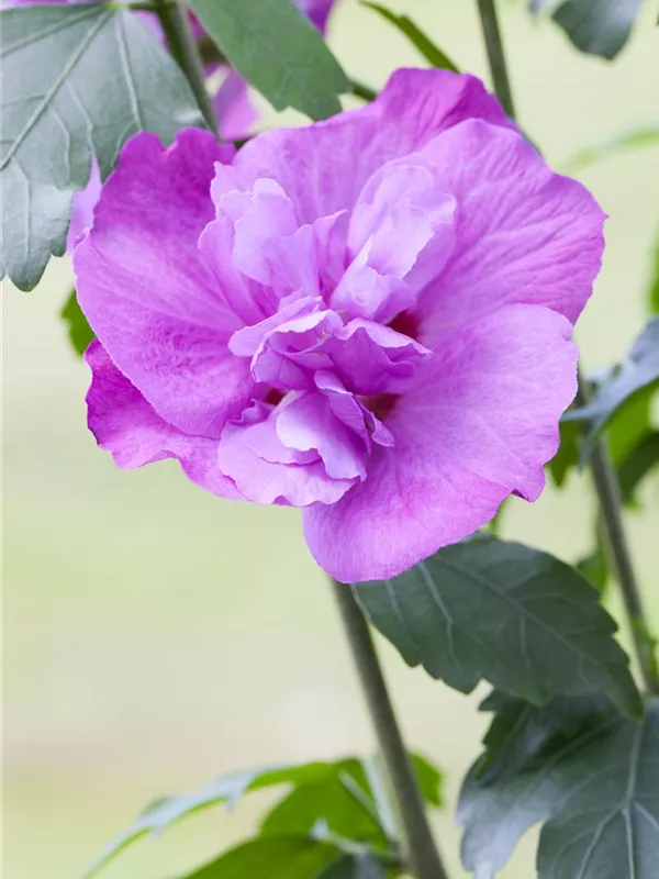 Garteneibisch 'Eruption'®