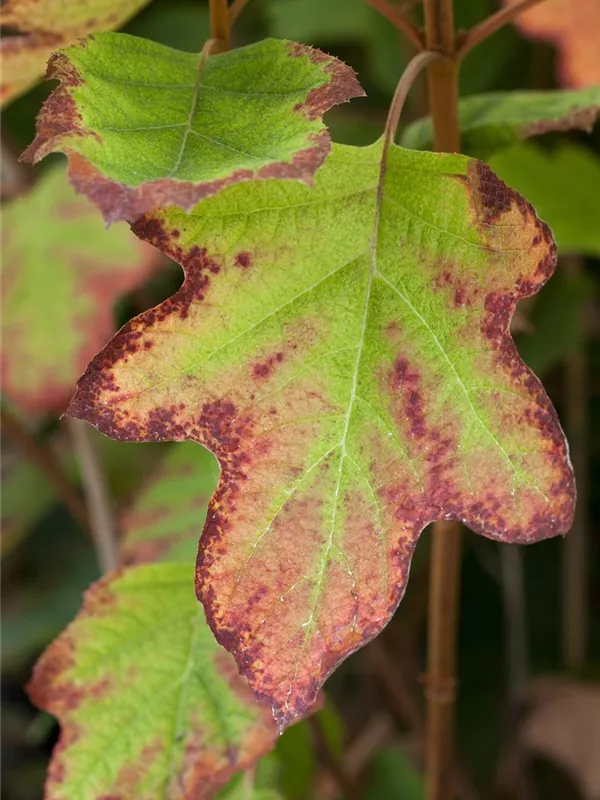 Eichblättrige Hortensie 'Black Porch'