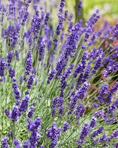Echter Lavendel 'Anna'