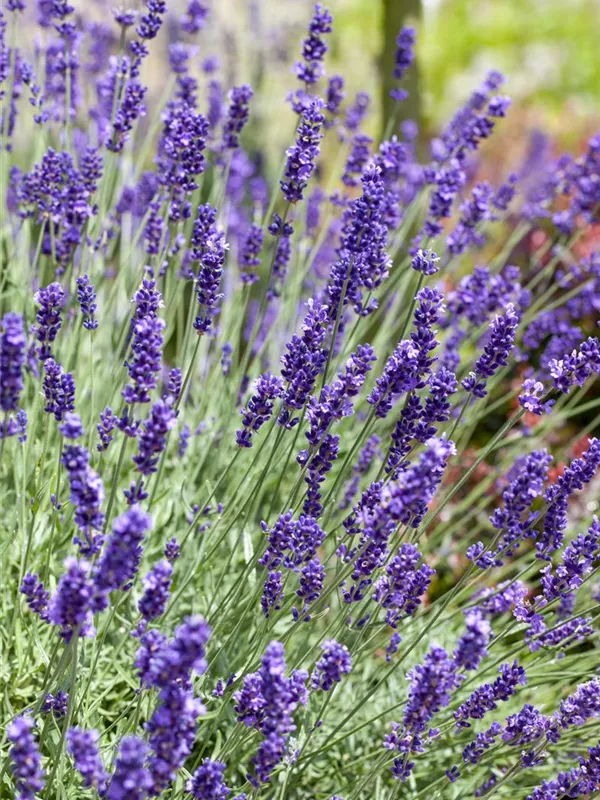Echter Lavendel 'Anna'