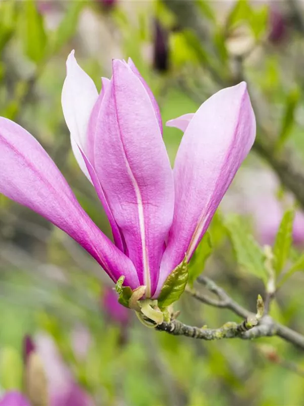 Purpurmagnolie 'Ricki'