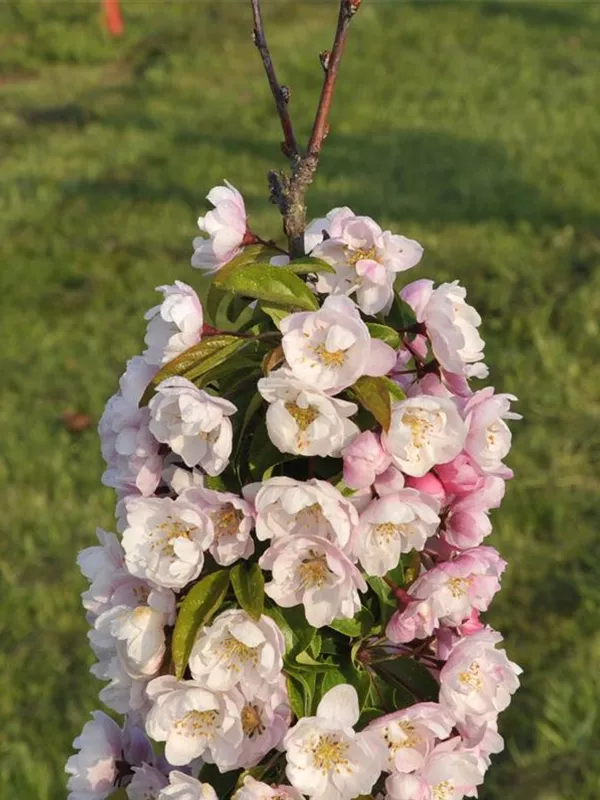 Zierapfel 'Van Eseltine'
