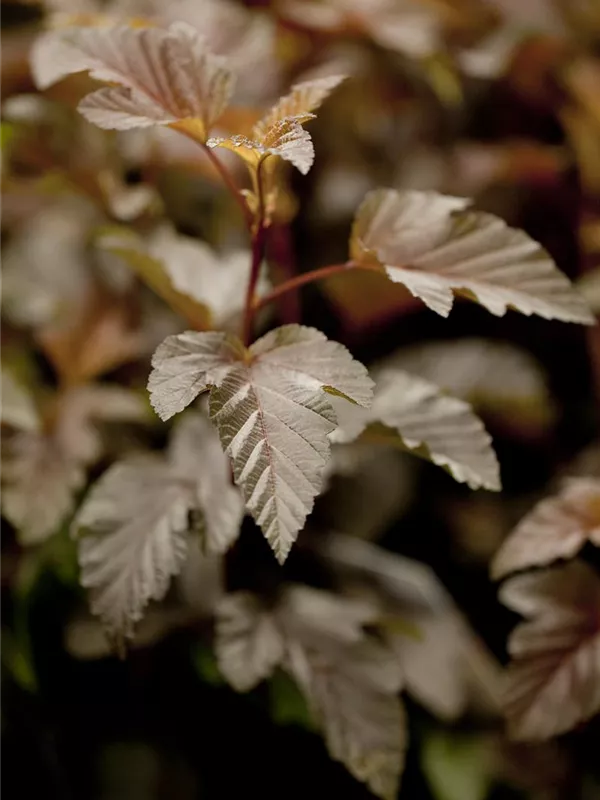 Fasanenspiere 'Lady in Red'®