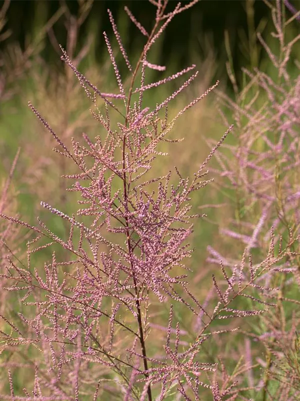 Kaspische Tamariske'Pink Cascade'