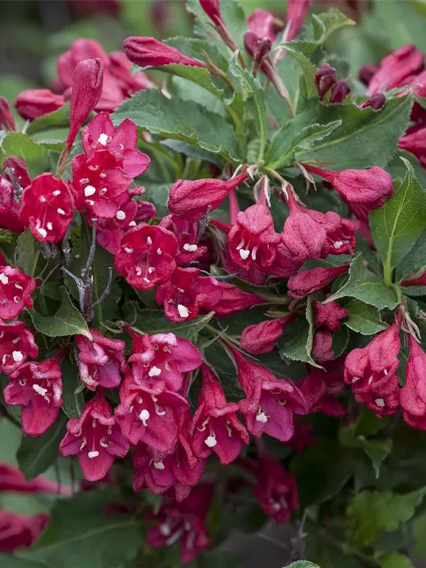 Weigelie 'Lucifer'®