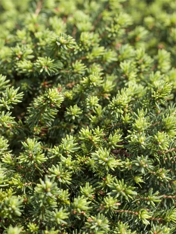 Kissen-Fichte 'Little Gem'