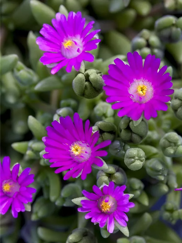Coopers Mittagsblume 'Jewel of Desert Opal'