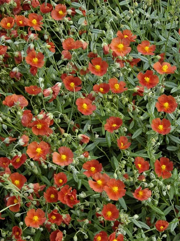 Sonnenröschen 'Henfield Brilliant'