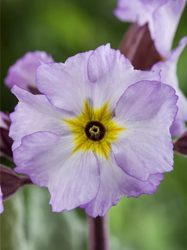 Kissen-Schlüsselblume