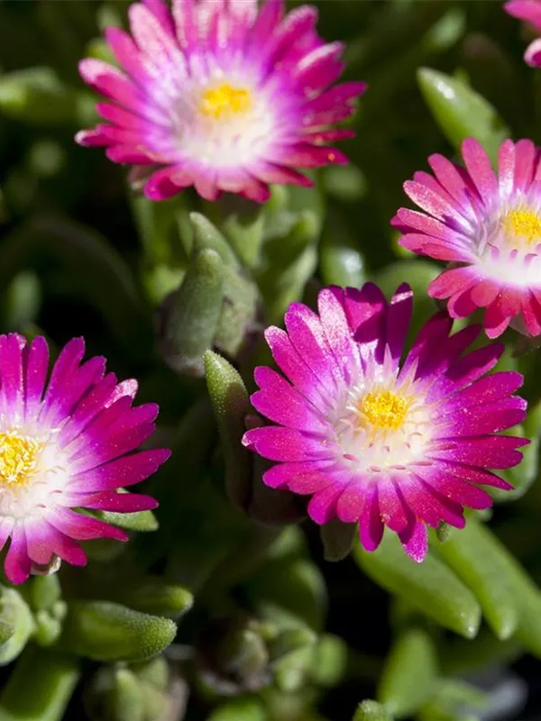 Coopers Mittagsblume 'Jewel of Desert Amethyst'