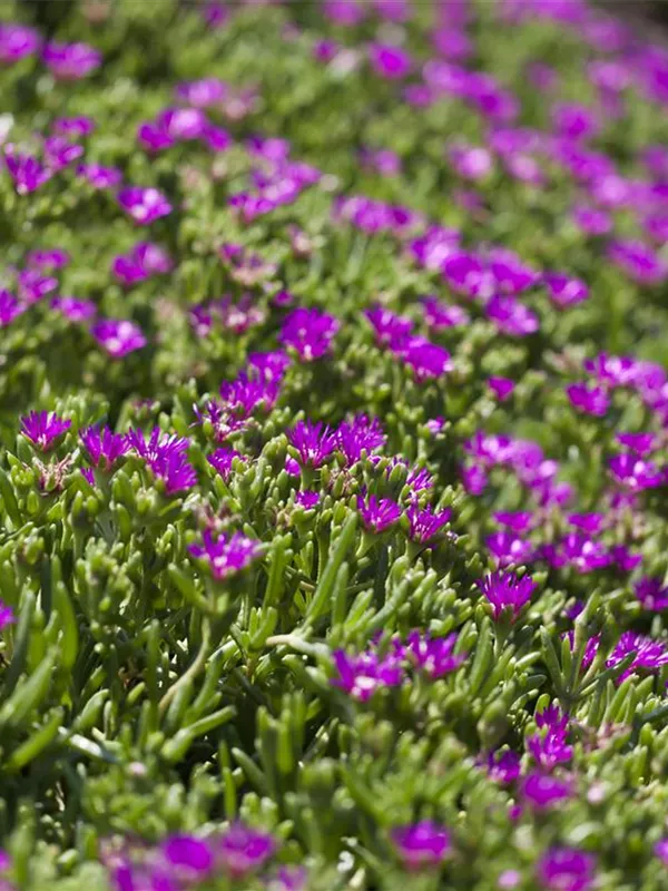 Transvaal-Mittagsblume