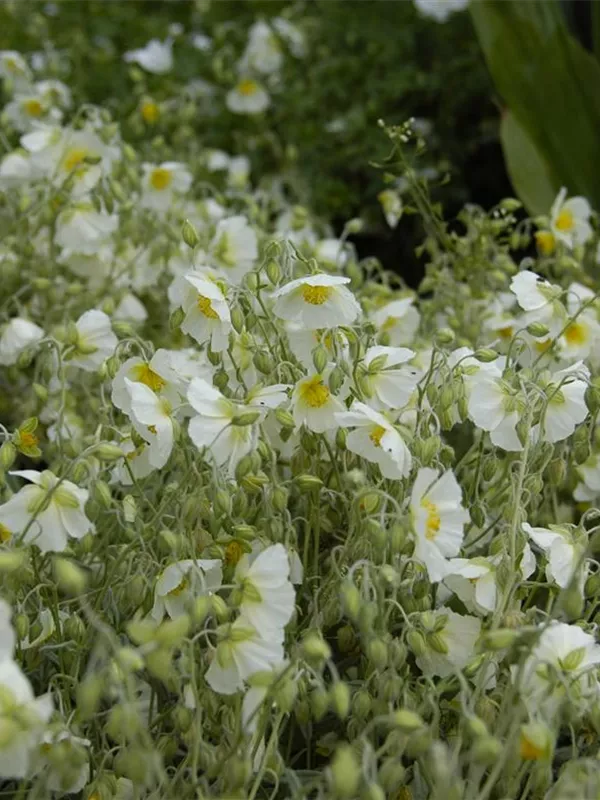 Sonnenröschen 'Snow Queen'