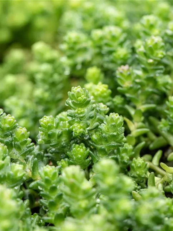 Scharfer Mauerpfeffer