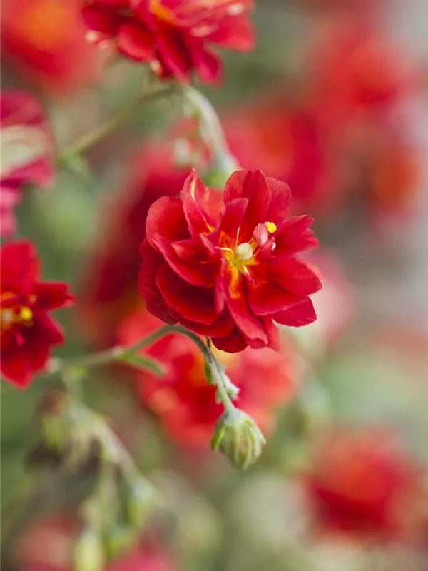 Sonnenröschen 'Rubin'