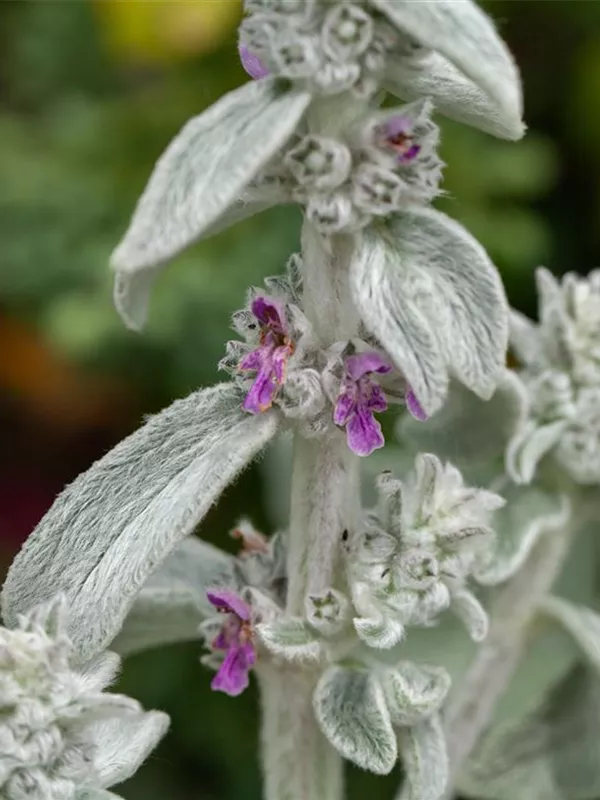 Byzantinischer Woll-Ziest