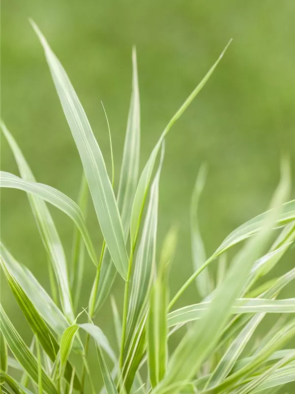 Japanisches Berggras 'Albostriata'