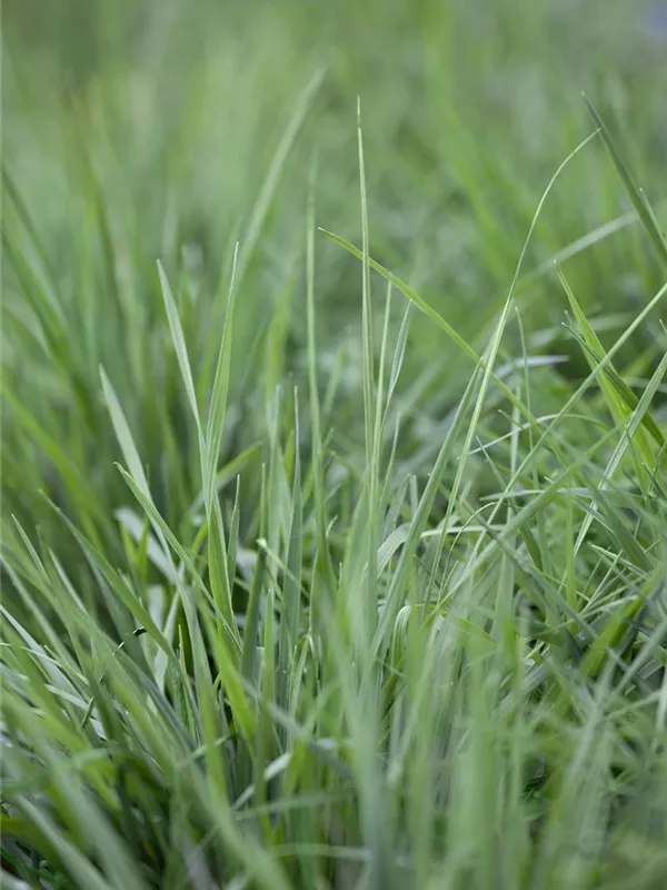 Gewöhnliches Zittergras