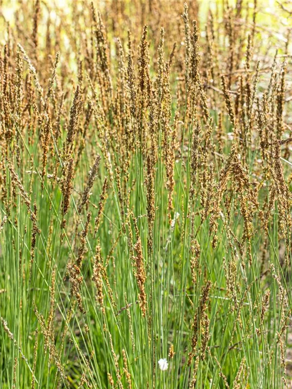 Kleines Pfeifengras 'Moorhexe'