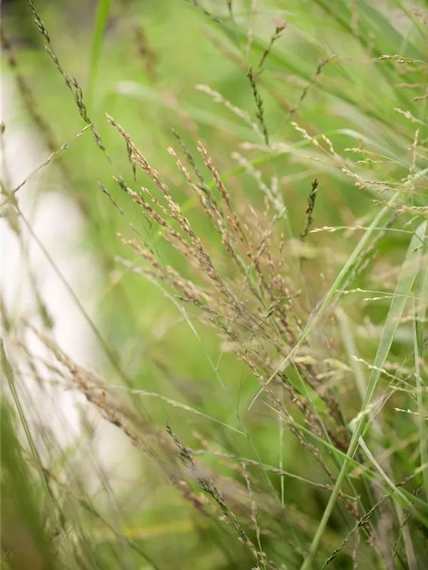 Hohes Pfeifengras 'Transparent'