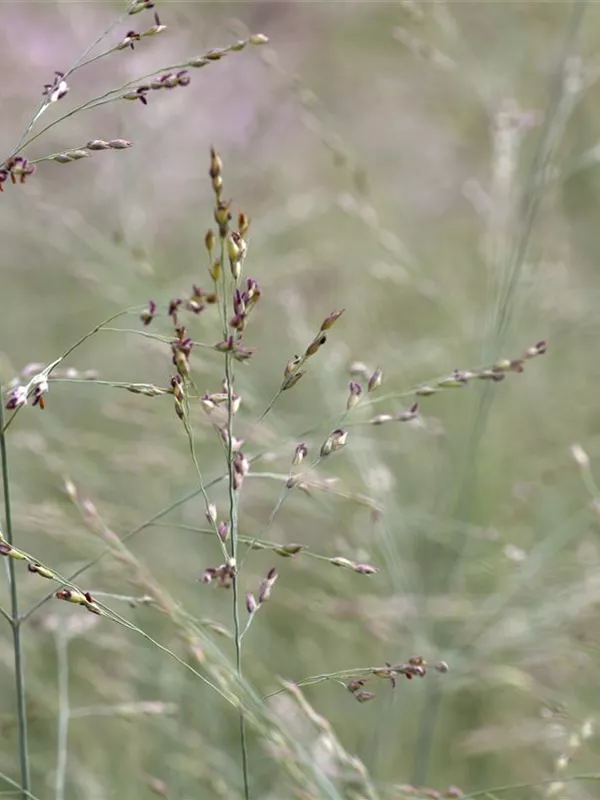 Ruten-Hirse 'Prairie Sky'