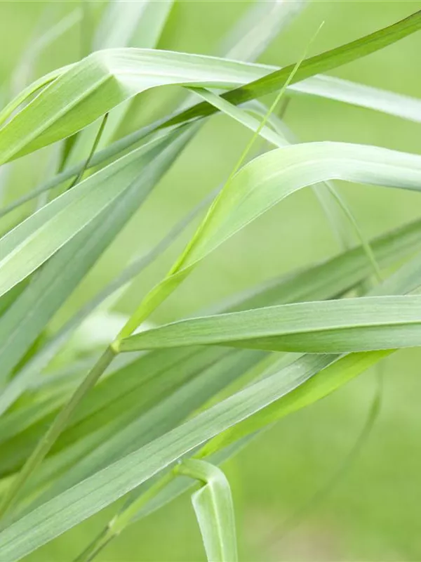 Ruten-Hirse 'Hänse Herms'