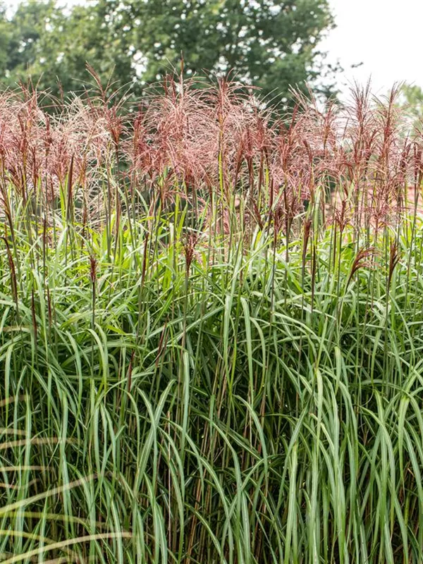 Chinaschilf 'Rotsilber'