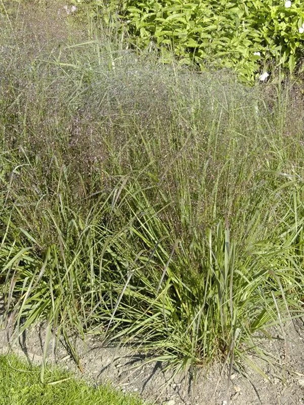 Sand-Lebesgras 'Bend'