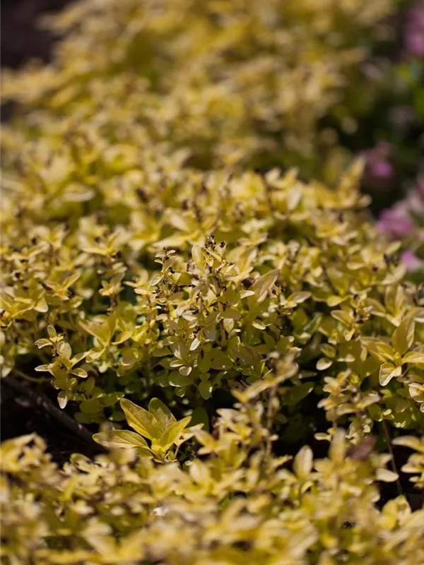 Gelblaubiger Oregano