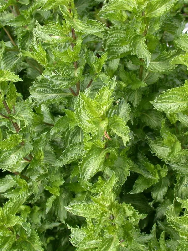 Krause Garten-Minze
