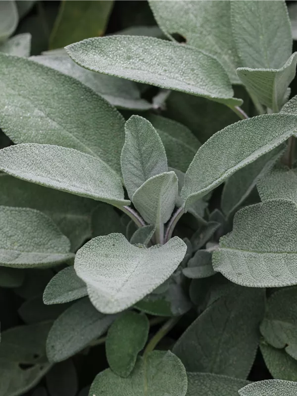 Echter Salbei 'Würzburg'