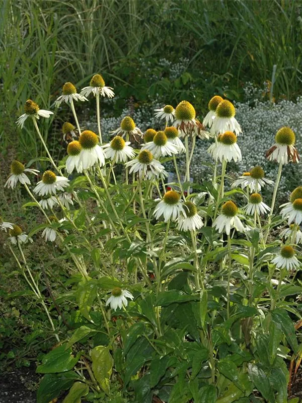 Scheinsonnenhut 'Alba'