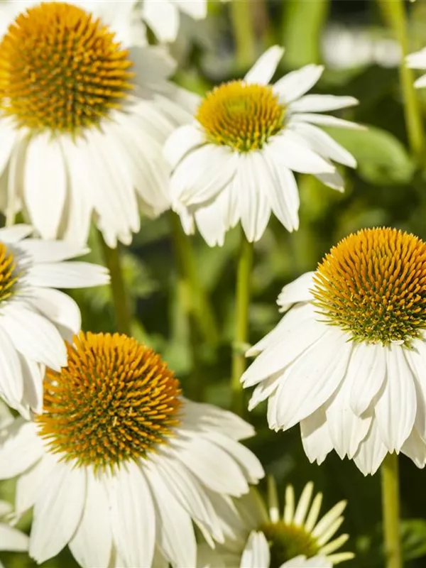 Scheinsonnenhut 'PowWow® White'