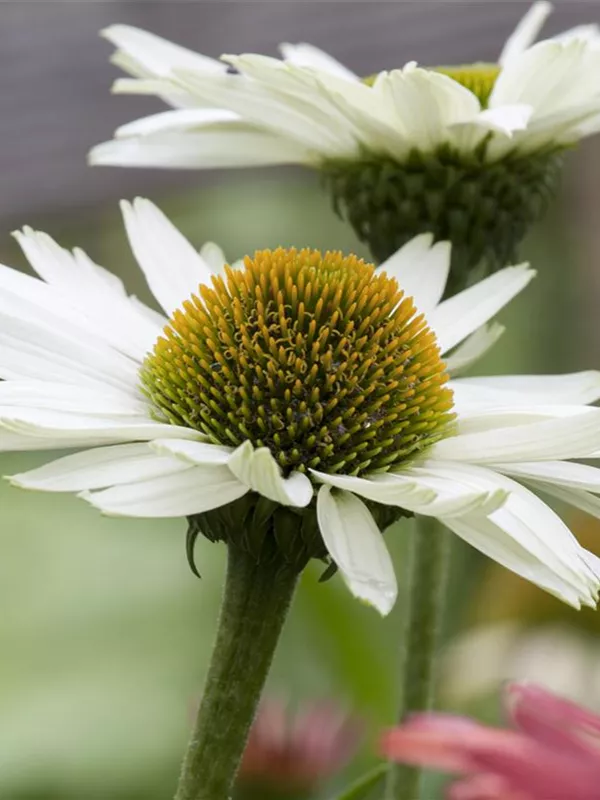 Scheinsonnenhut 'Virgin'