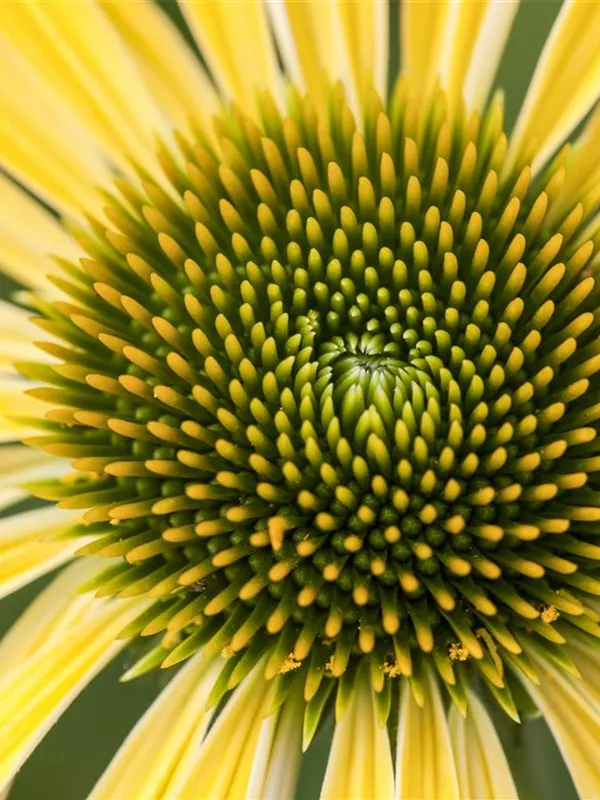 Scheinsonnenhut 'Sunrise'®