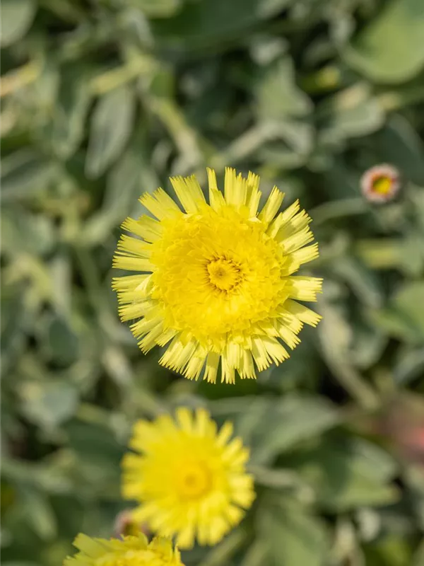 Kleines Habichtskraut 'Niveum'