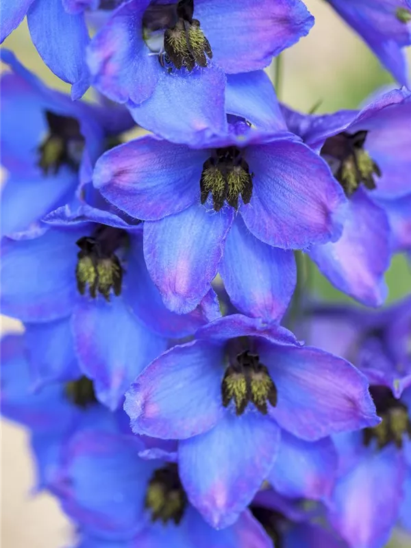 Großblütiger Zwerg-Rittersporn