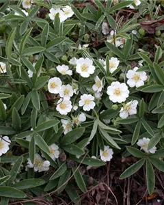 Weißblühendes Fingerkraut