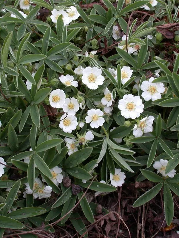 Weißblühendes Fingerkraut