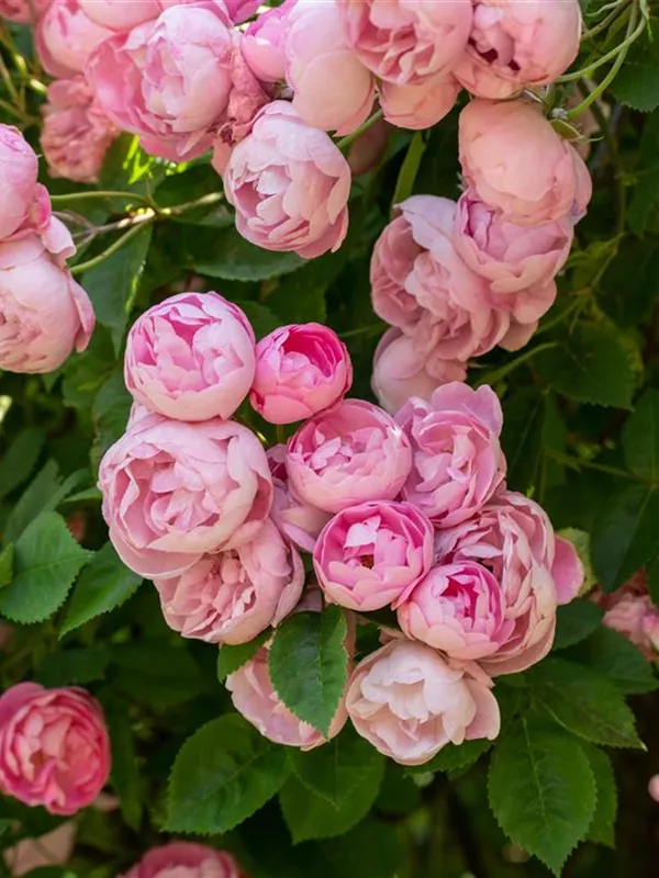 Ramblerrose 'Raubritter'